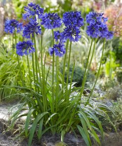 Agapanthus (v) BLUE THUNDER