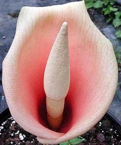 Amorphophallus bulbifer