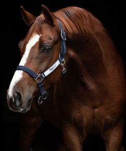 Cavezza Field Safe Horseware