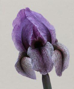Iris DARDANUS (regelio-cyclus)