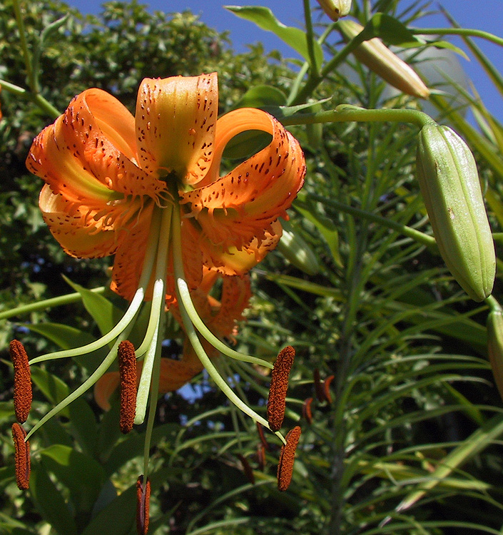 Lilium ( specie ) henryi - immagine 3