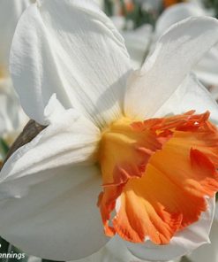 Narcissus – Div. 02 (mediocoronati) OVER EASY  2 W-P