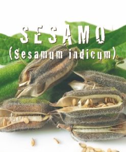 SESAMO Sesamum indicum