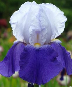 Iris germanica ARPEGE (P)